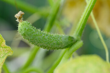 Organic cucumber growing on branch in greenhouse, close-up. Growing organic vegetables in garden. Eco gardening, vegetable harvesting, agriculture