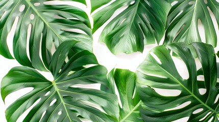 Exotic leaves and leafy texture from a tropical plant collection create a peaceful, urban jungle vibe in botanical photography. - obrazy, fototapety, plakaty