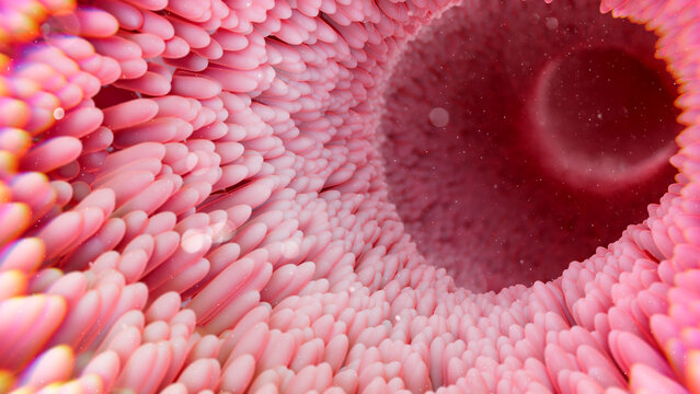 Intestinal villi, illustration