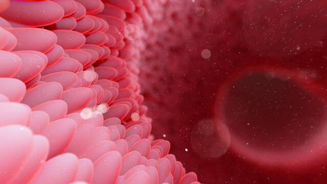 Intestinal villi, illustration