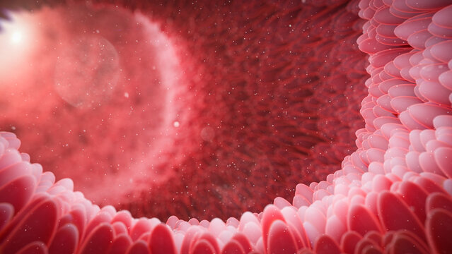 Intestinal villi, illustration