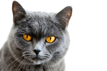 Gray cat with yellow eyes looking forward against isolated on white background