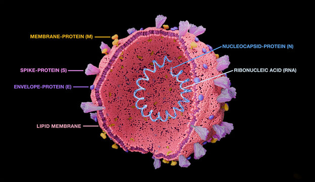 Coronavirus structure, illustration