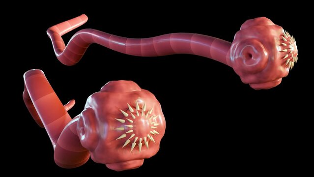3D Rendering of isolated tapeworm. it is a flat, parasitic worm that lives in the intestines of an animal host