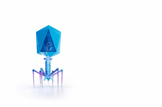 T4 bacteriophage, illustration
