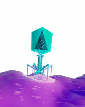 T4 bacteriophage infecting bacterium, illustration