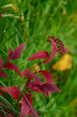 bright crimson flower on a green background