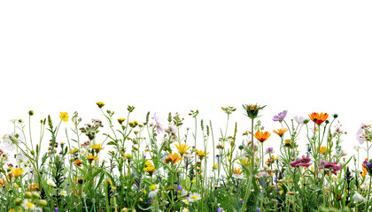 fresh spring meadow and flowers mockup, isolated on white background, half horizontal copyspace area