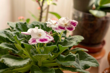 Decorative live blooming violet flower in pot at home,