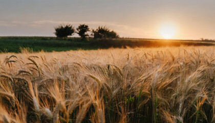 Wheat Field at Sunset: A Study in Colors and Textures