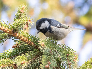 Obraz premium Coal tit, Periparus ater. A small bird searches for prey in the spruce branches