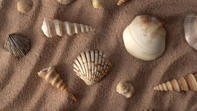 Close up video of seashells covered with sand. 360 degree rotation of seashells with sea sand waves.