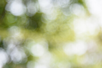Green blurred background. Sunlight hits the woods and casts dappled light and shadow in spring. Bokeh of trees.