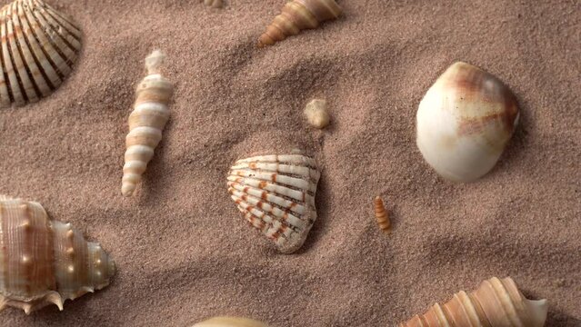 Close up video of seashells covered with sand. 360 degree rotation of seashells with sea sand waves.