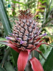 pineapple in the garden