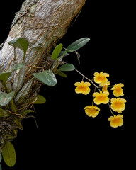 Closeup view of epiphytic orchid species dendrobium lindleyi aka Lindley's dendrobium blooming on...