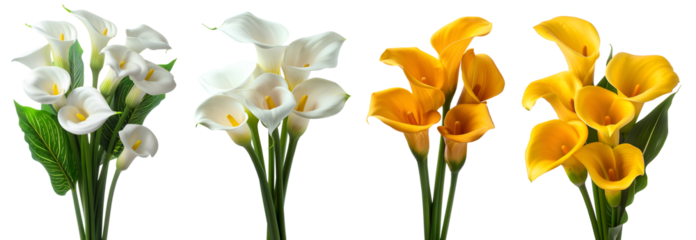Collection set stalk bouquet bunch of yellow white calla lily lilies flower floral plant with leaf leaves on transparent background cutout, PNG file. Mockup template artwork graphic design