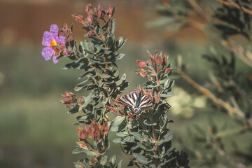 Bonita Jara Blanca con una flor morada y una mariposa Iphiclides Podalirium en un día de primavera...