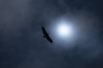 Buitre leonado Gyps fulvus vuela en la noche con la luz de la luna al fondo / Griffon vulture Gyps fulvus flies at night with moonlight in the background


