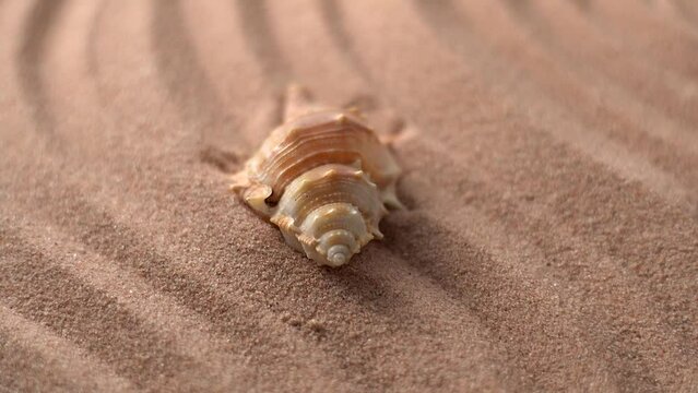 Close up video of seashells covered with sand. 360 degree rotation of seashells with sea sand waves.