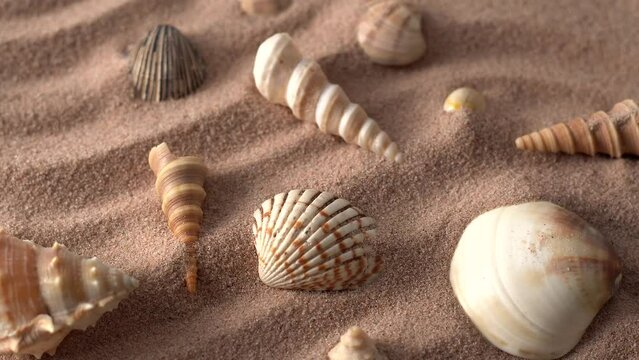 Close up video of seashells covered with sand. 360 degree rotation of seashells with sea sand waves.