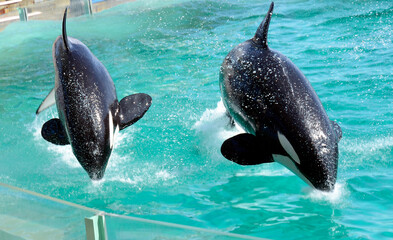 Obraz premium シャチのジャンプ