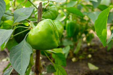 Green pepper grows on a branch tied to a wooden stick. Bottom angle close-up. Ecologically friendly farming, without the use of pesticides and chemical fertilizers, amateur gardening