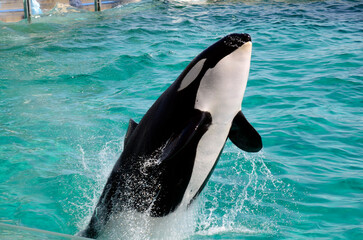 シャチのジャンプ