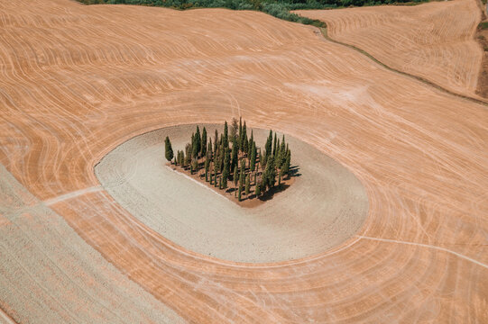 Vista aerea con drone di un viale di pippi in Toscana, italia