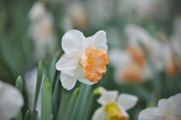 Daffodil or narcissus flowers