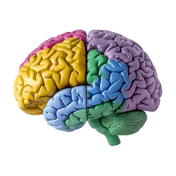 
Modified human brain model featuring a blue Cerebellum, green Cerebrum, purple Thalamus, and yellow Hypothalamus. Presented on a transparent background for easy integration, in PNG Cutout forma