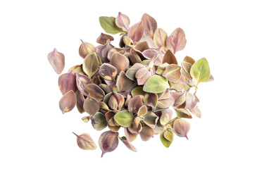 Delighting in the Aroma and Flavor of Marjoram Seeds