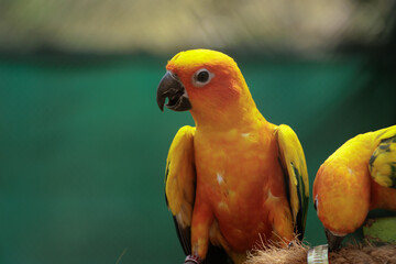 Portrait of Conures are a diverse, small to medium-sized parrots. 