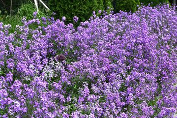 Fototapeta premium Einjähriges Silberblatt, Lunaria annua