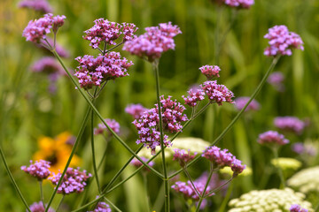 Eisenkraut, Patagonisches, Verbena bonariensis