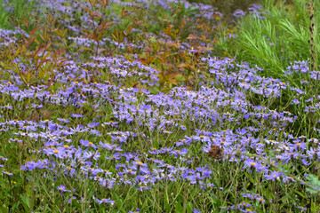 Herzblattaster, Aster macrophyllus, Twilight