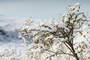 vegetation covered with snow during the morning