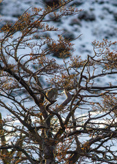 Patagonian owl (chuncho) solitary in a tree with few leaves. snowy winter background. Torres del Paine National Park, Chile
