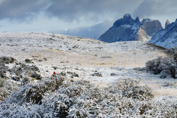 snowy landscape in torres del paine national park. with a Common Loica standing in a bush. red chest