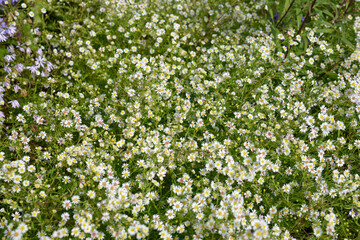 Aster, Kriechende Myrten-Aster, Aster ericoides, Snowflurry