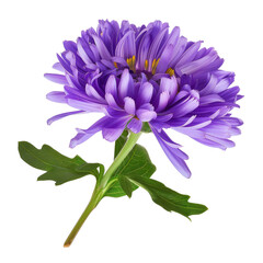 Rurple aster flowers isolated on white
