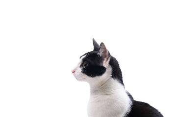 Portret bialo czarnego kota domowego siedzącego bokiem, profil na białym tle