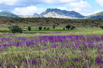 Cultivated field, purple flowers and mountain landscape - 764596725