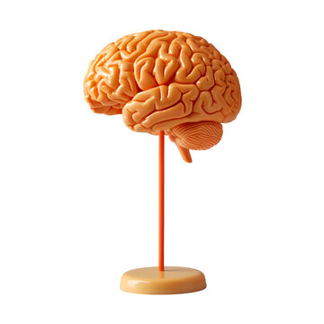 Realistic Human Brain model - PNG Cutout Isolated on a Transparent Backdrop