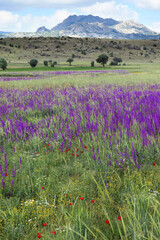 Cultivated field, purple flowers and mountain landscape - 764596907
