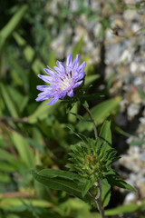 Kornblumenaster,  Stokesia laevis