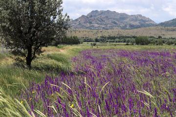Cultivated field, purple flowers and mountain landscape - 764597375