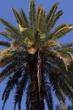 palm tree on sky background