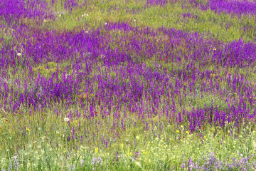 green field, purple flowers wild plants.. - 764597978