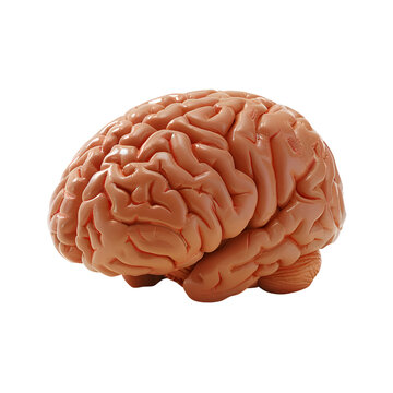 Realistic Human Brain model - PNG Cutout Isolated on a Transparent Backdrop